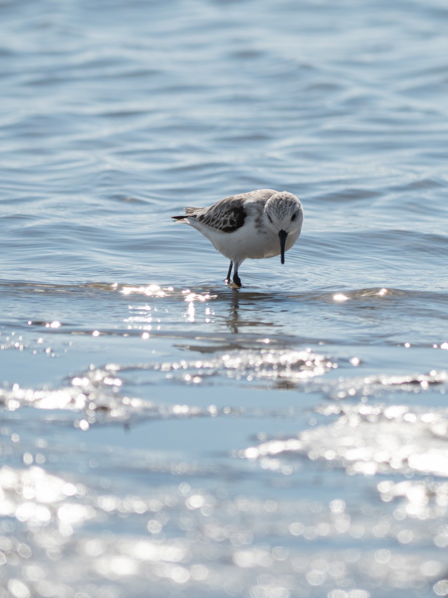 Sanderling - ML645776364