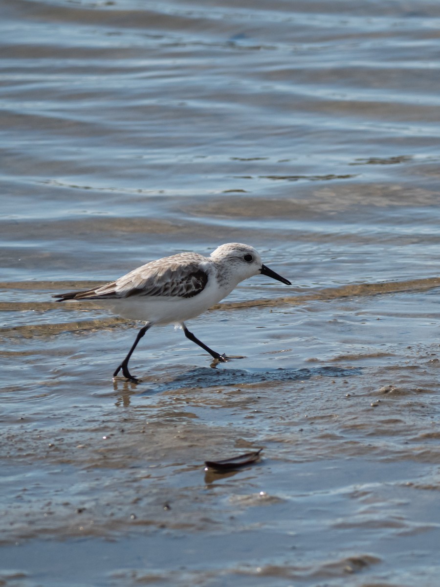 Sanderling - ML645776366