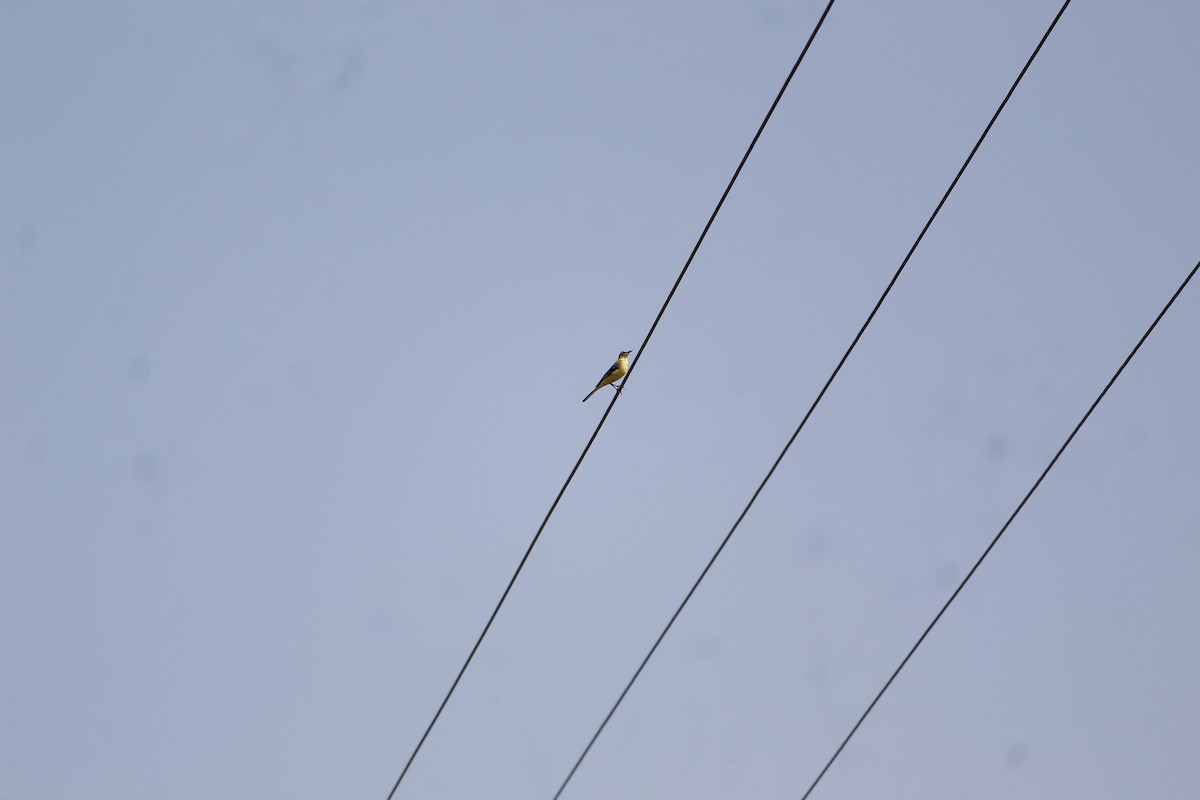 Уулын цэгцгий - ML645776369