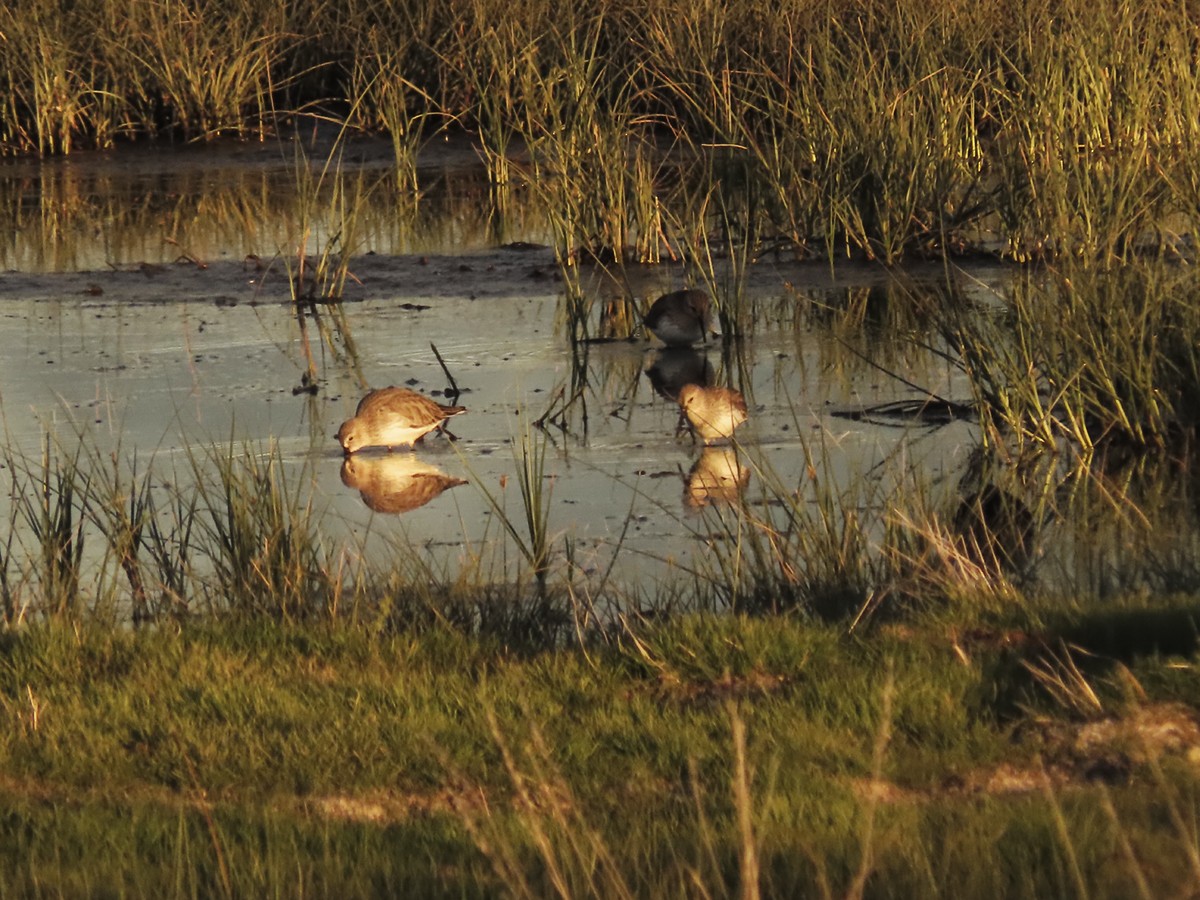 jespák obecný - ML645776370