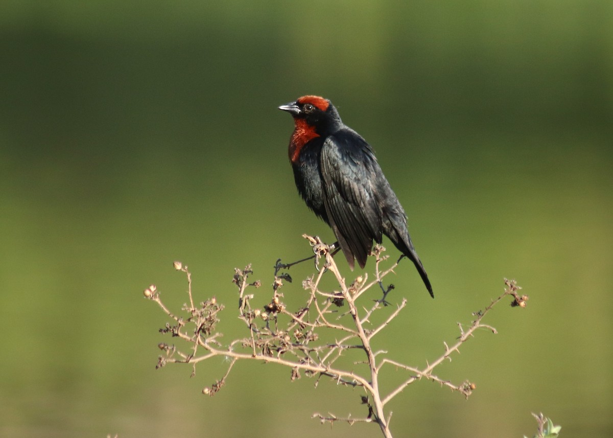 Chestnut-capped Blackbird - ML645776374