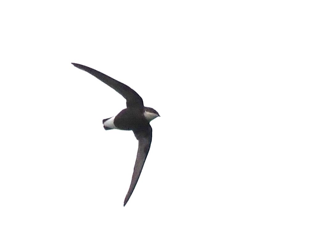 White-throated Needletail - ML645776382