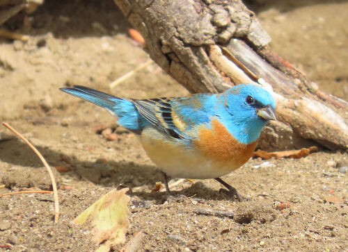 Lazuli Bunting - ML645776388