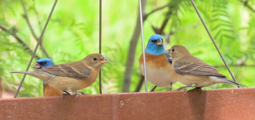 Lazuli Bunting - ML645776392
