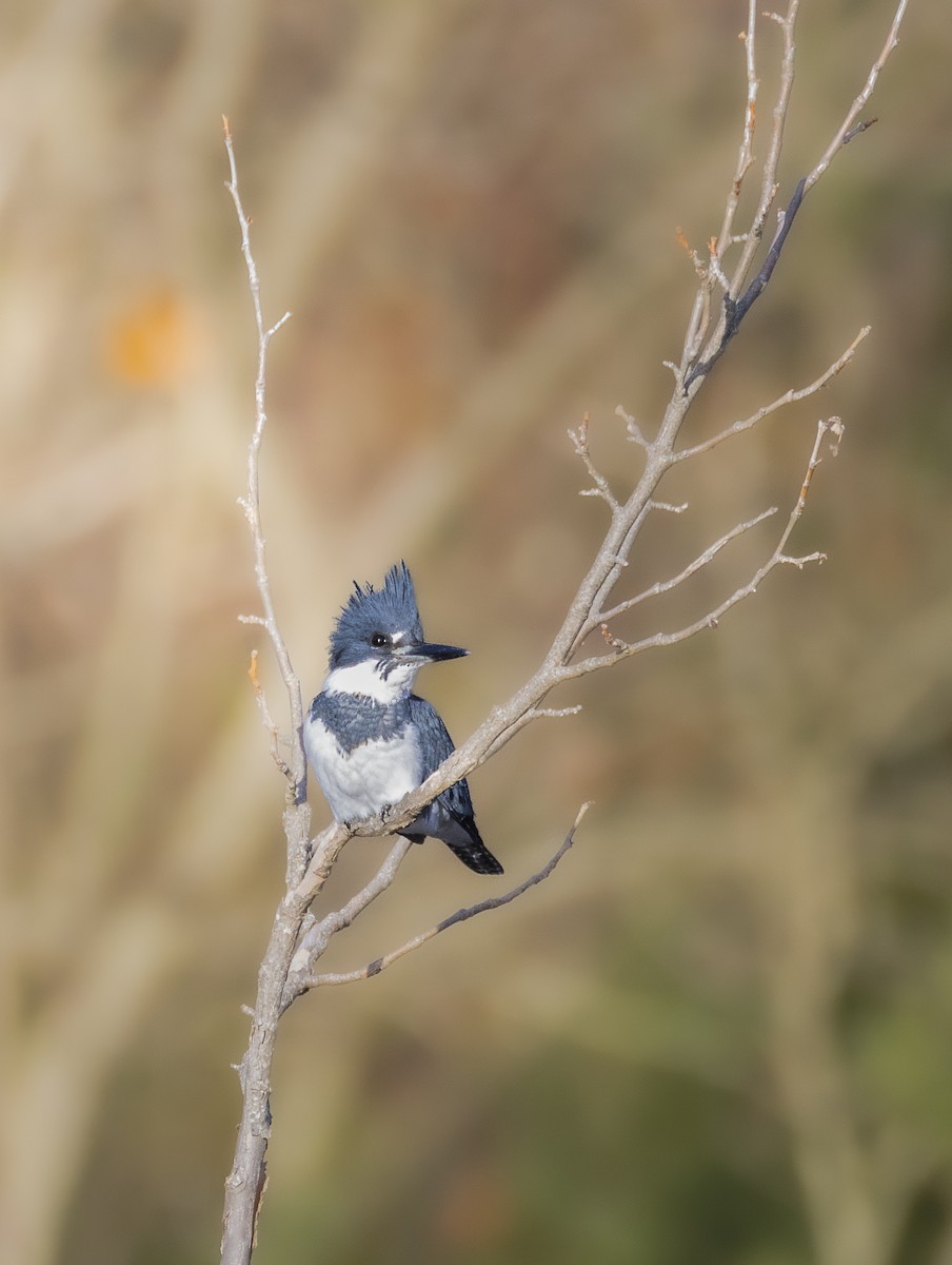 Belted Kingfisher - ML645776398