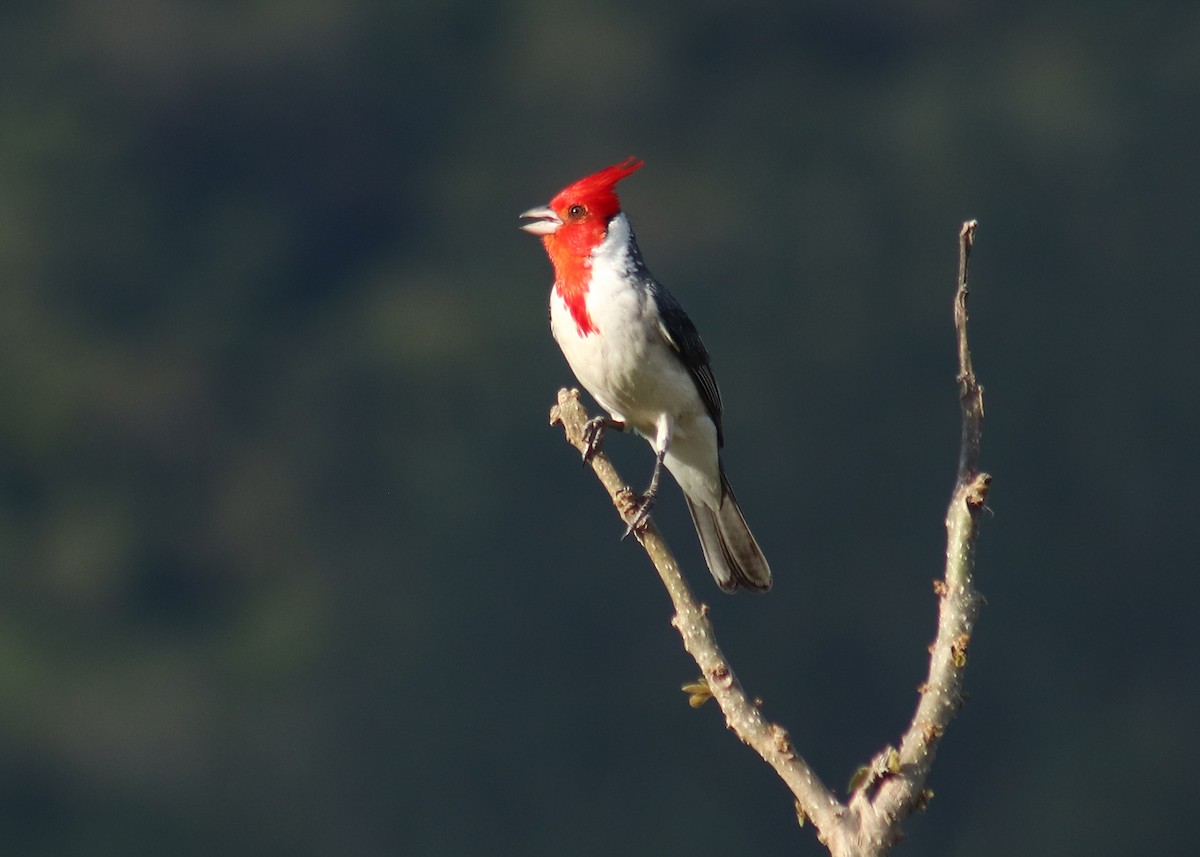 Red-crested Cardinal - ML645776402