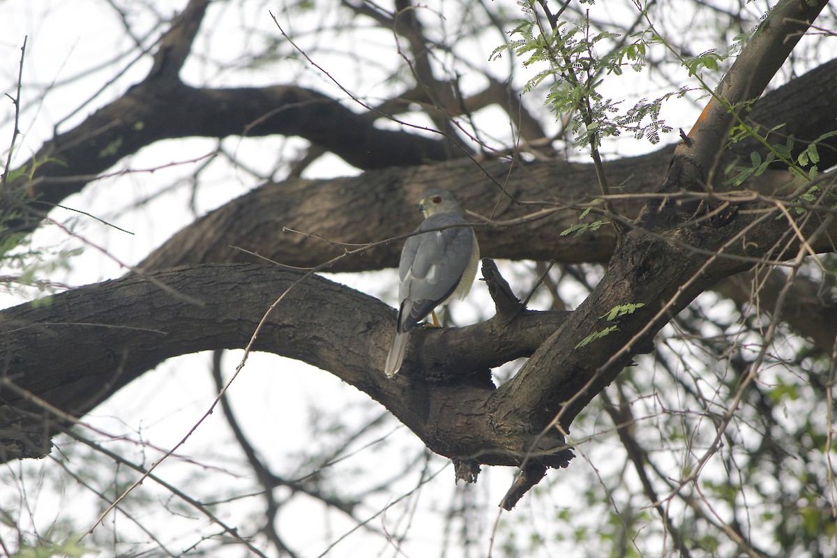 Үүрсээ харцага - ML645776405