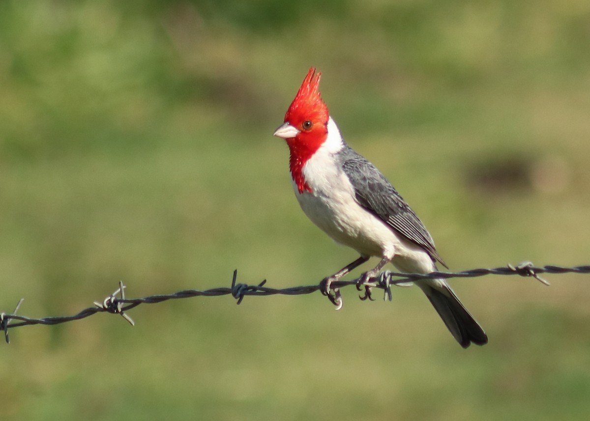 Red-crested Cardinal - ML645776417