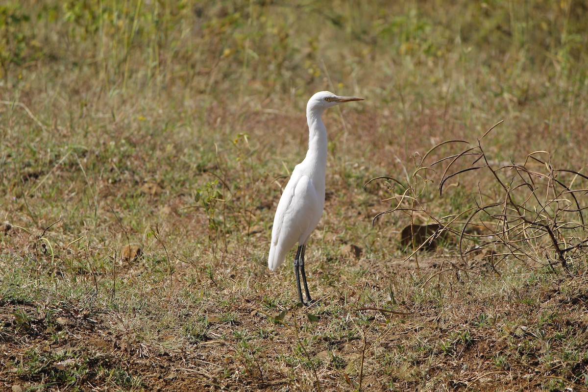 Eastern Cattle-Egret - ML645776420