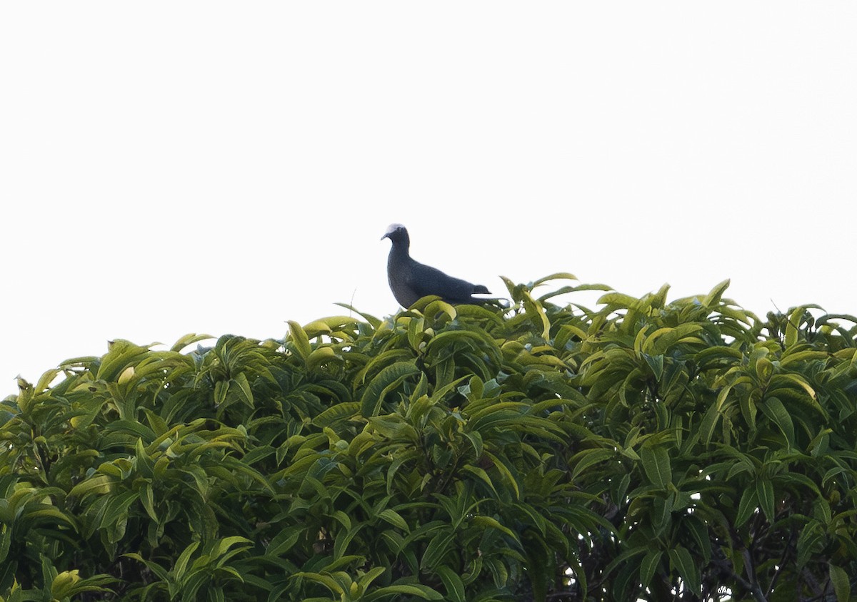 White-crowned Pigeon - ML645776421