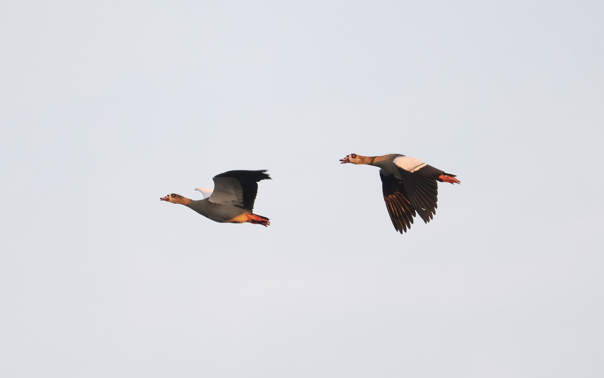 Egyptian Goose - ML645776428
