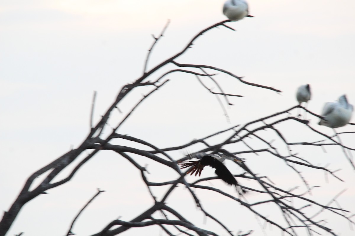 orientslangehals - ML645776431