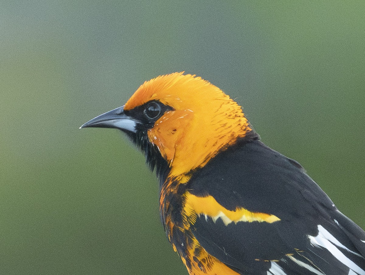 Spot-breasted Oriole - ML645776432
