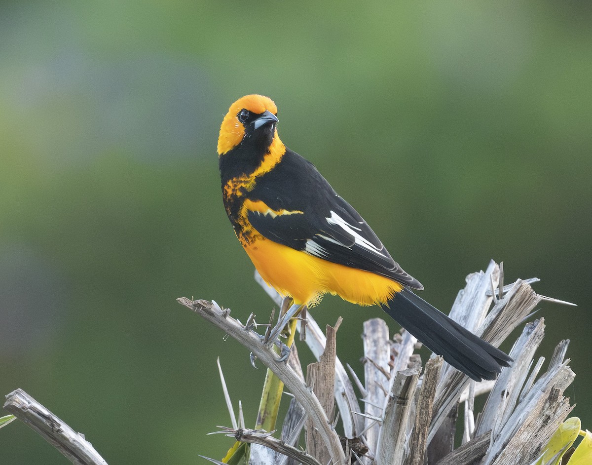 Spot-breasted Oriole - ML645776433