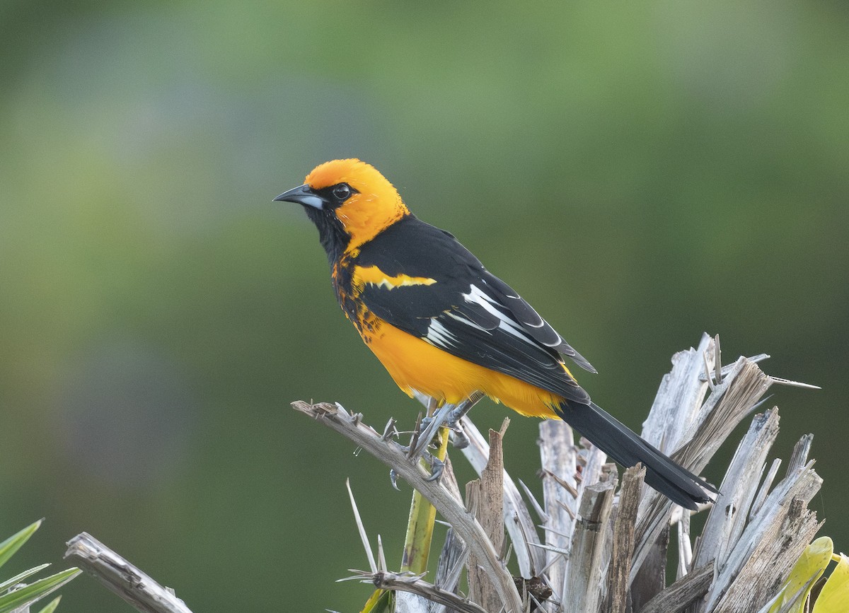 Spot-breasted Oriole - ML645776434