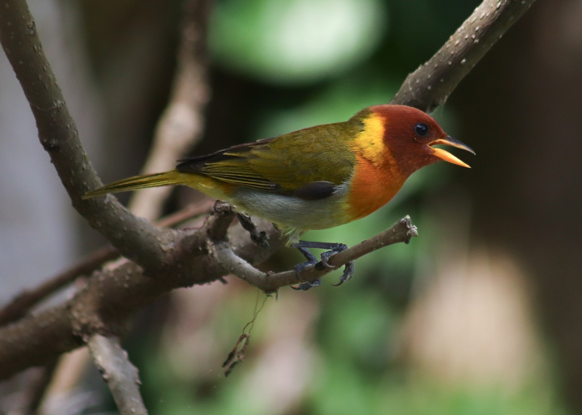 Rufous-headed Tanager - ML645776438