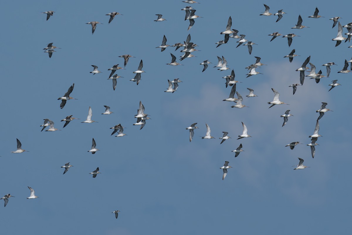 Asian Dowitcher - ML645776444