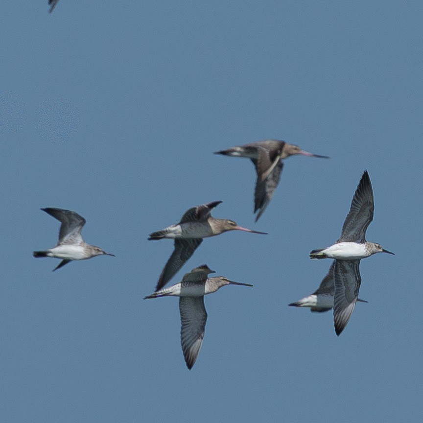 Asian Dowitcher - ML645776445