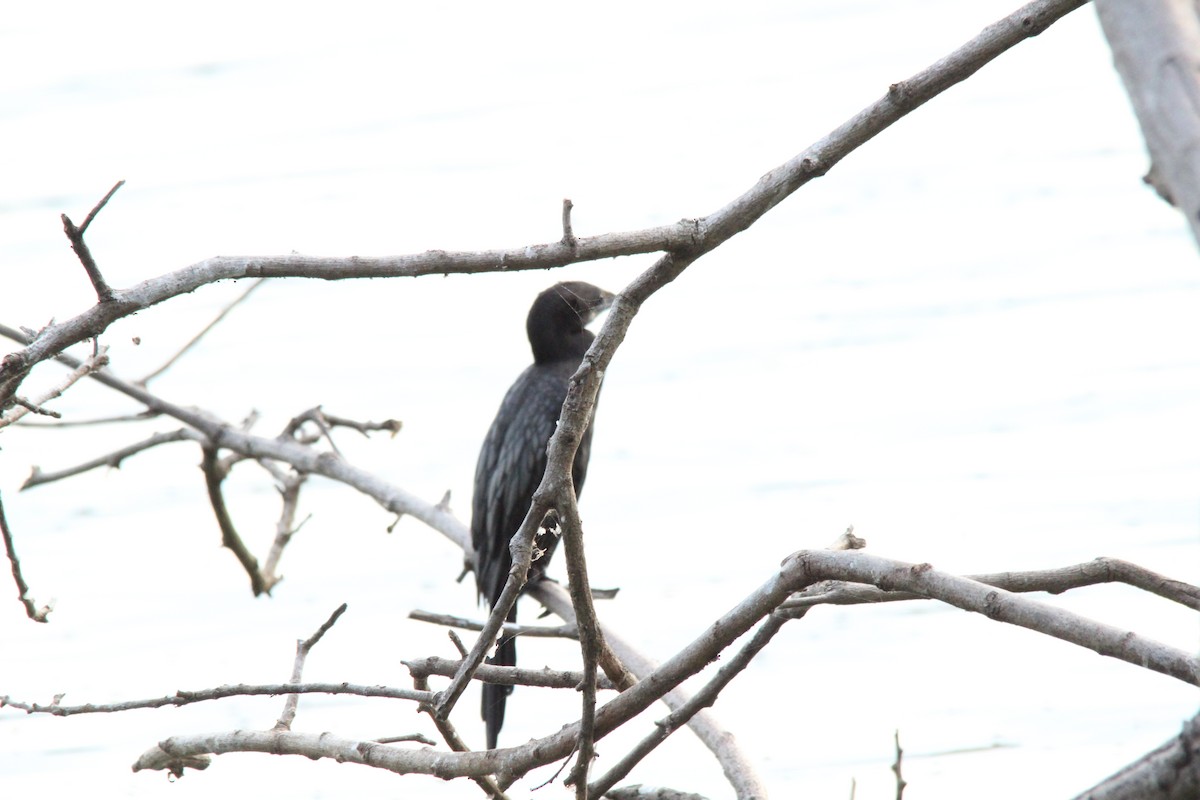 Cormorán de Java - ML645776454