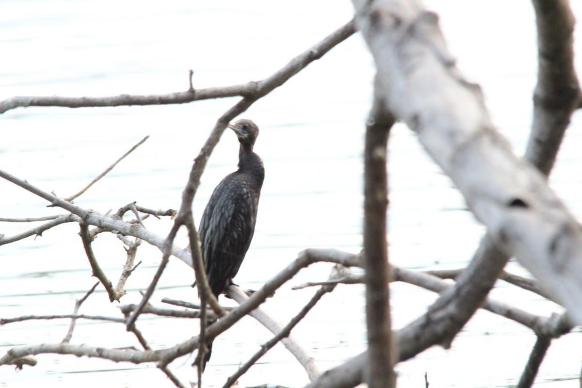 Cormorán de Java - ML645776455