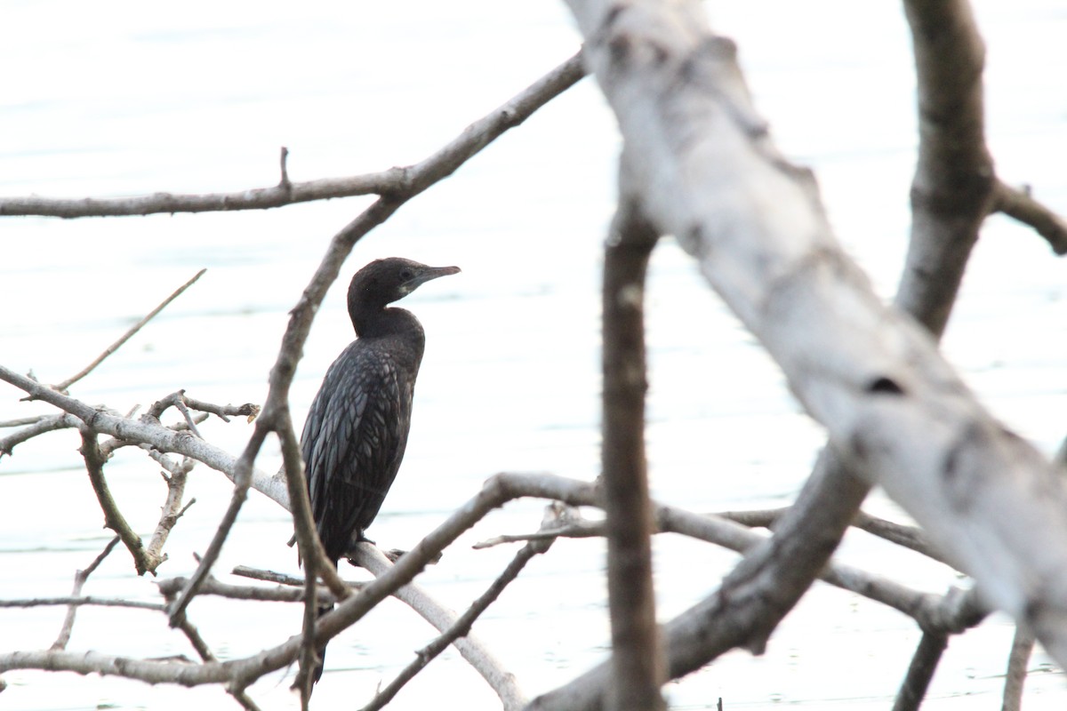 Cormorán de Java - ML645776456