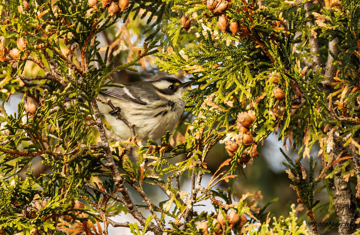 Reinita Gris - ML645776457