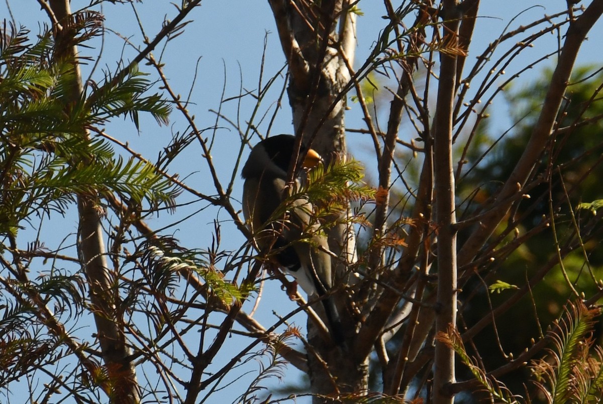 Picogordo Chino - ML645776458