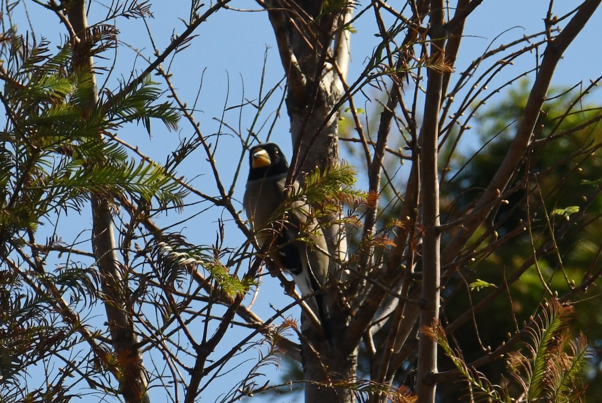 Picogordo Chino - ML645776459