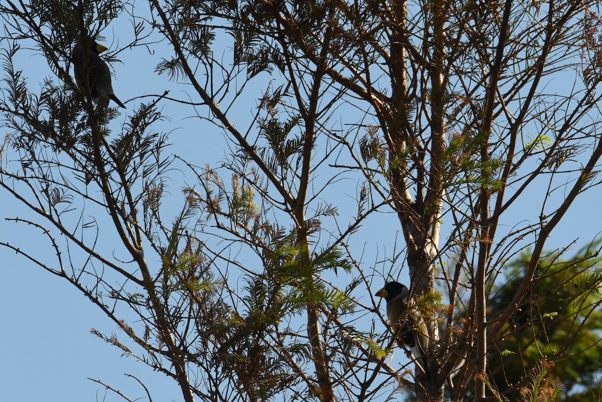 Picogordo Chino - ML645776460