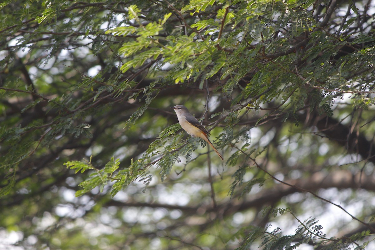 Minivet Chico - ML645776461