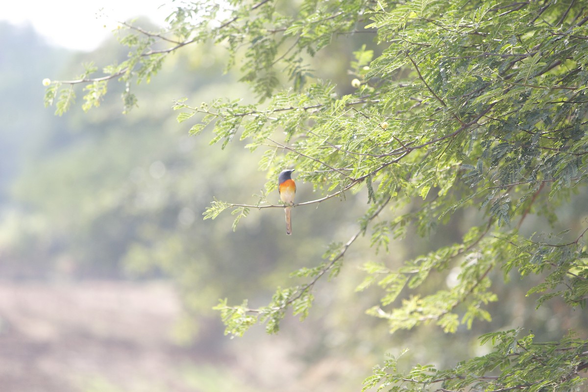 Minivet Chico - ML645776462