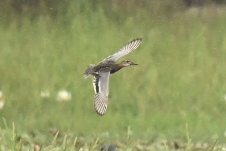 Cerceta Carretona - ML645776463