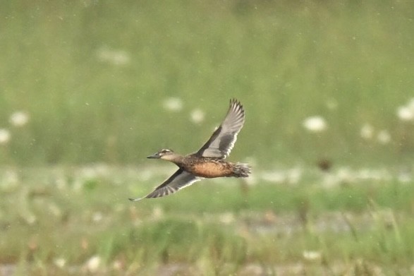 Cerceta Carretona - ML645776464