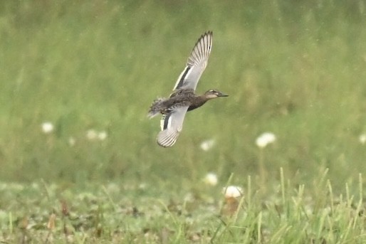 Cerceta Carretona - ML645776465