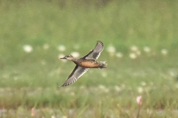 Cerceta Carretona - ML645776466