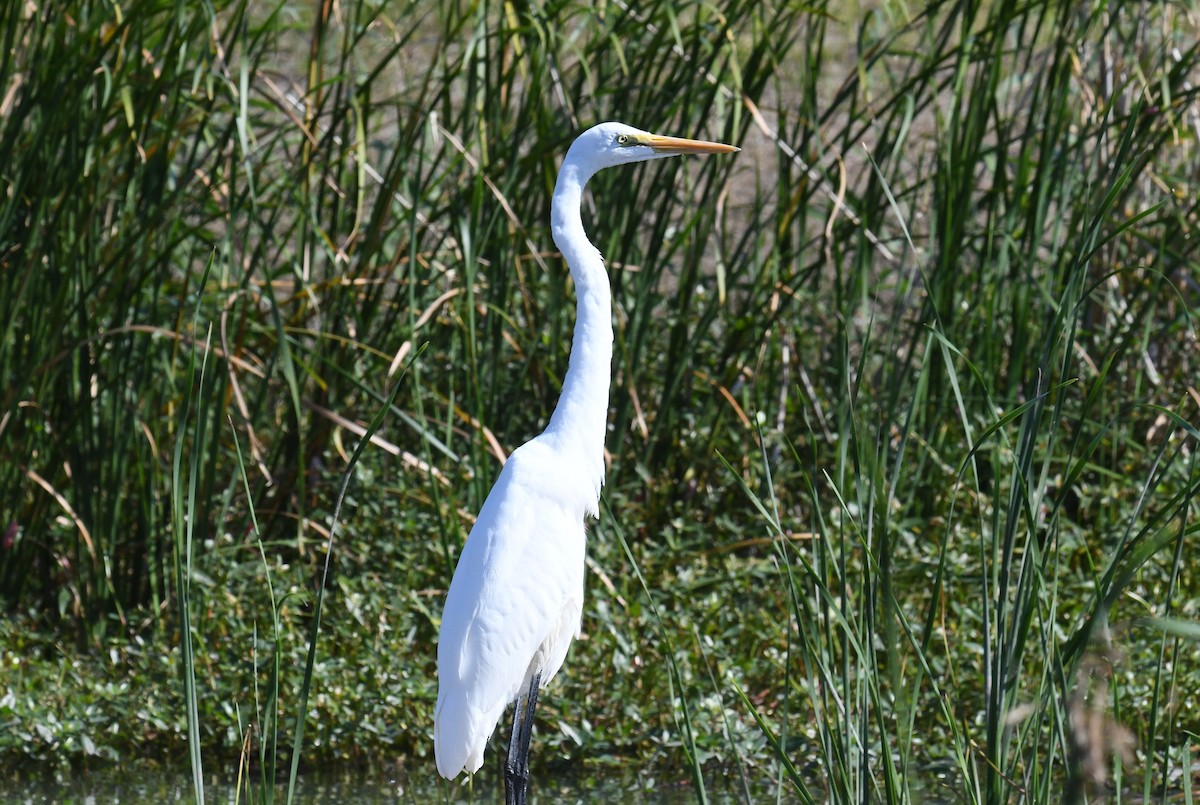 Garceta Grande - ML645776469