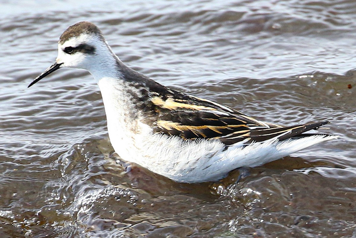 Falaropo Picofino - ML645776470