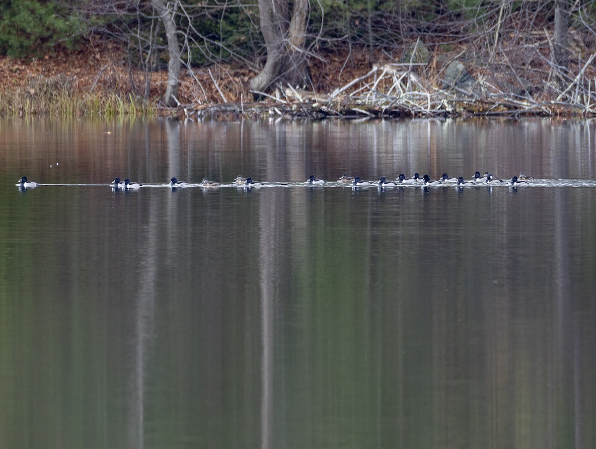 Porrón Acollarado - ML645776475