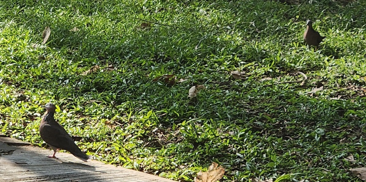 Tórtola Moteada - ML645776476