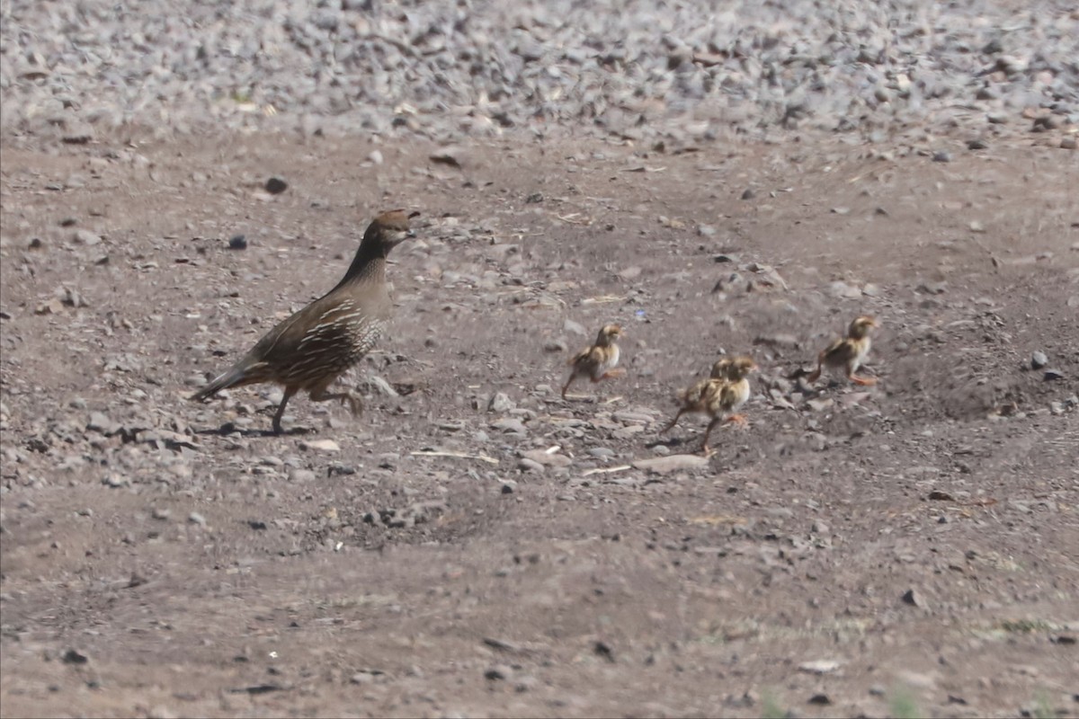 Colín de California - ML645776478
