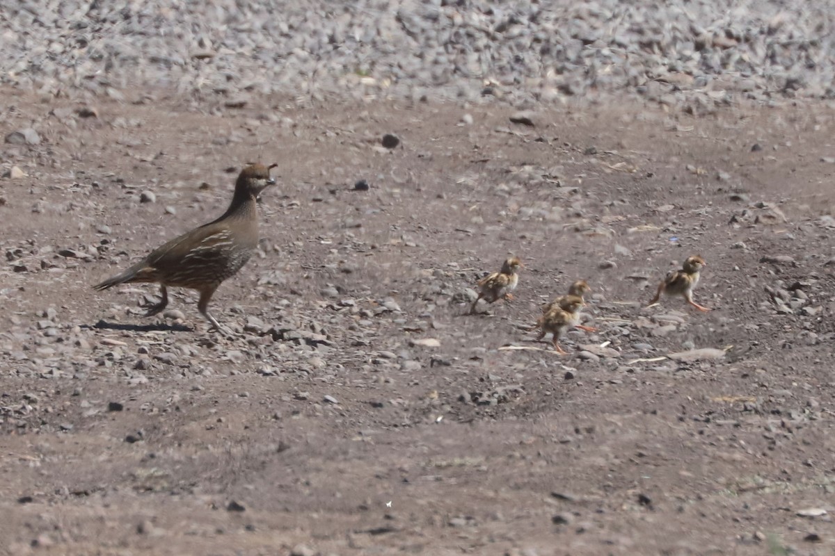 Colín de California - ML645776479