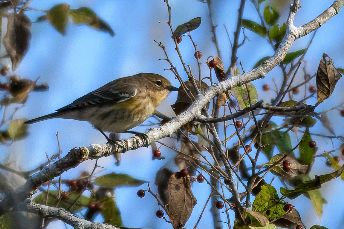 Reinita Coronada (Coronada) - ML645776481