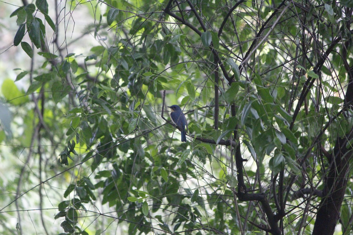 Papamoscas de Tickell - ML645776482