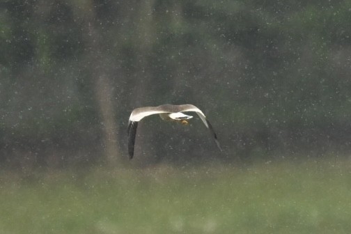 Avefría Ceniza - ML645776483