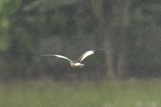 Avefría Ceniza - ML645776484