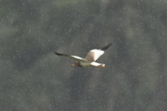 Avefría Ceniza - ML645776485