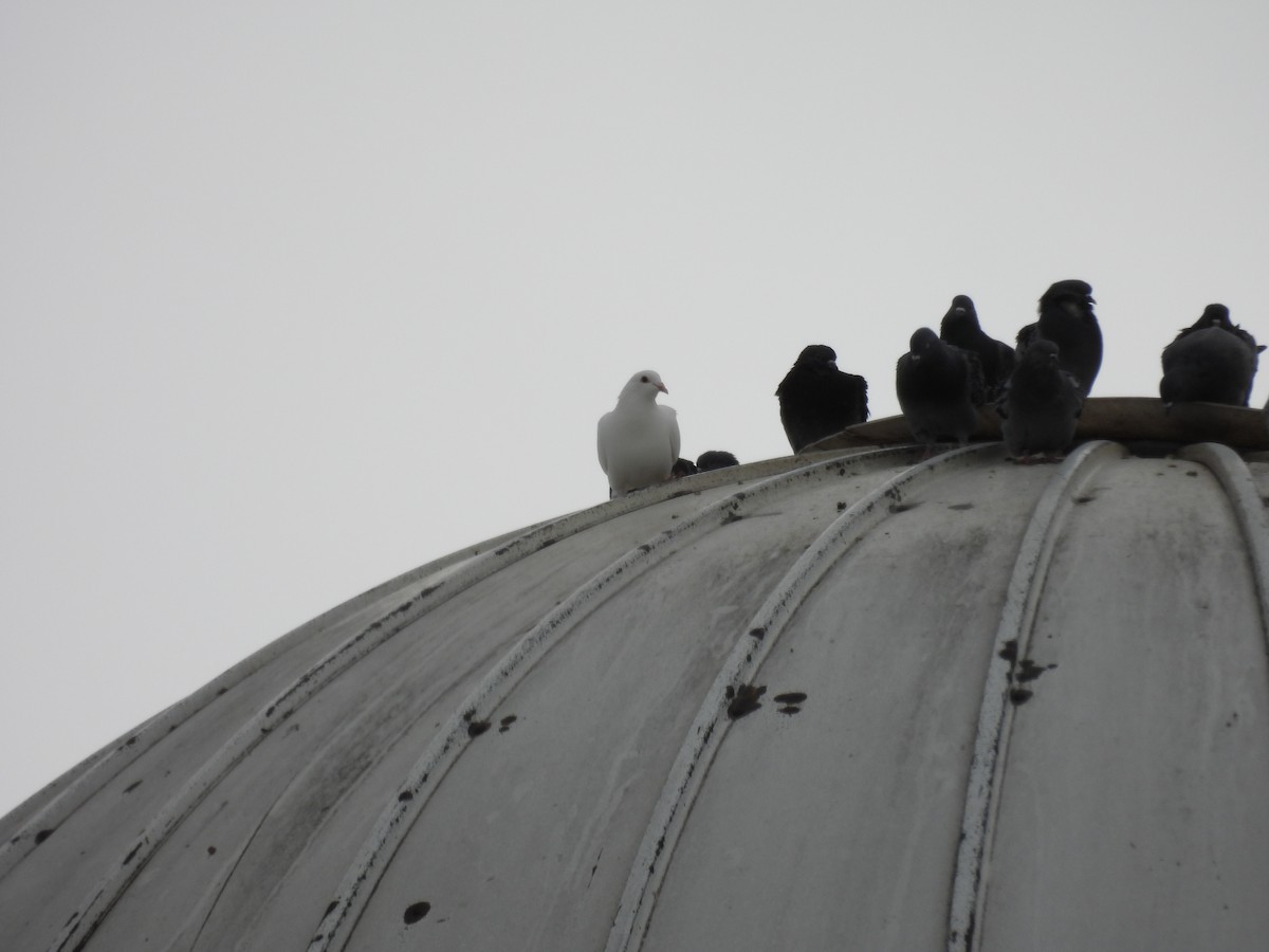 Rock Pigeon (Feral Pigeon) - ML645776490