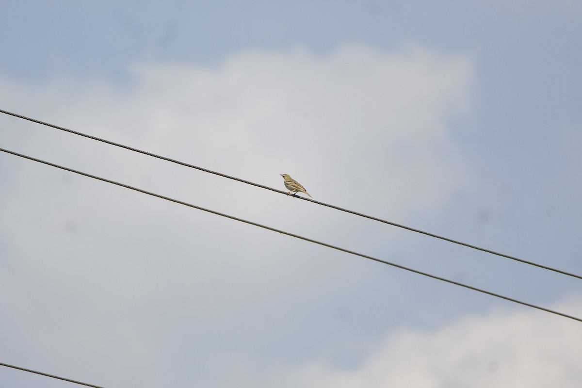 Tree Pipit - ML645776495