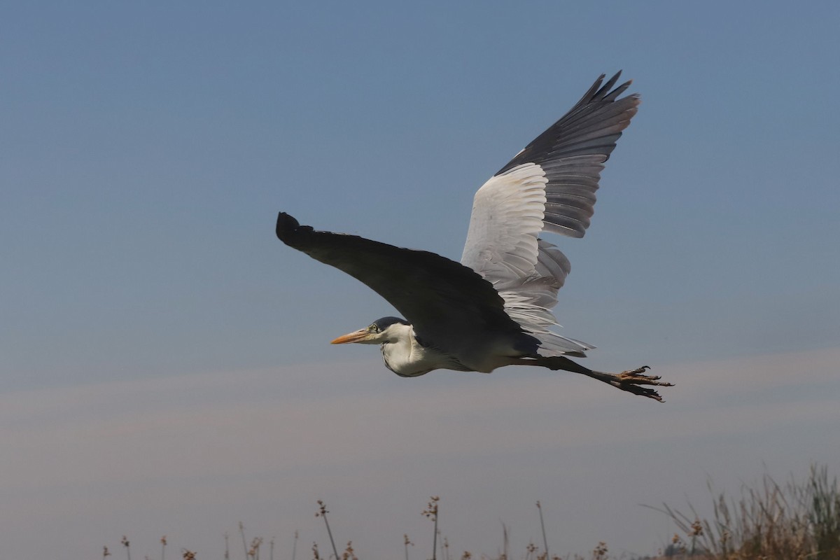 Cocoi Heron - ML645776496