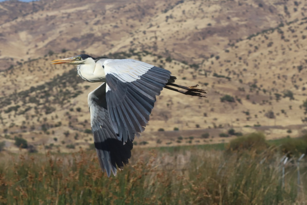 Cocoi Heron - ML645776497